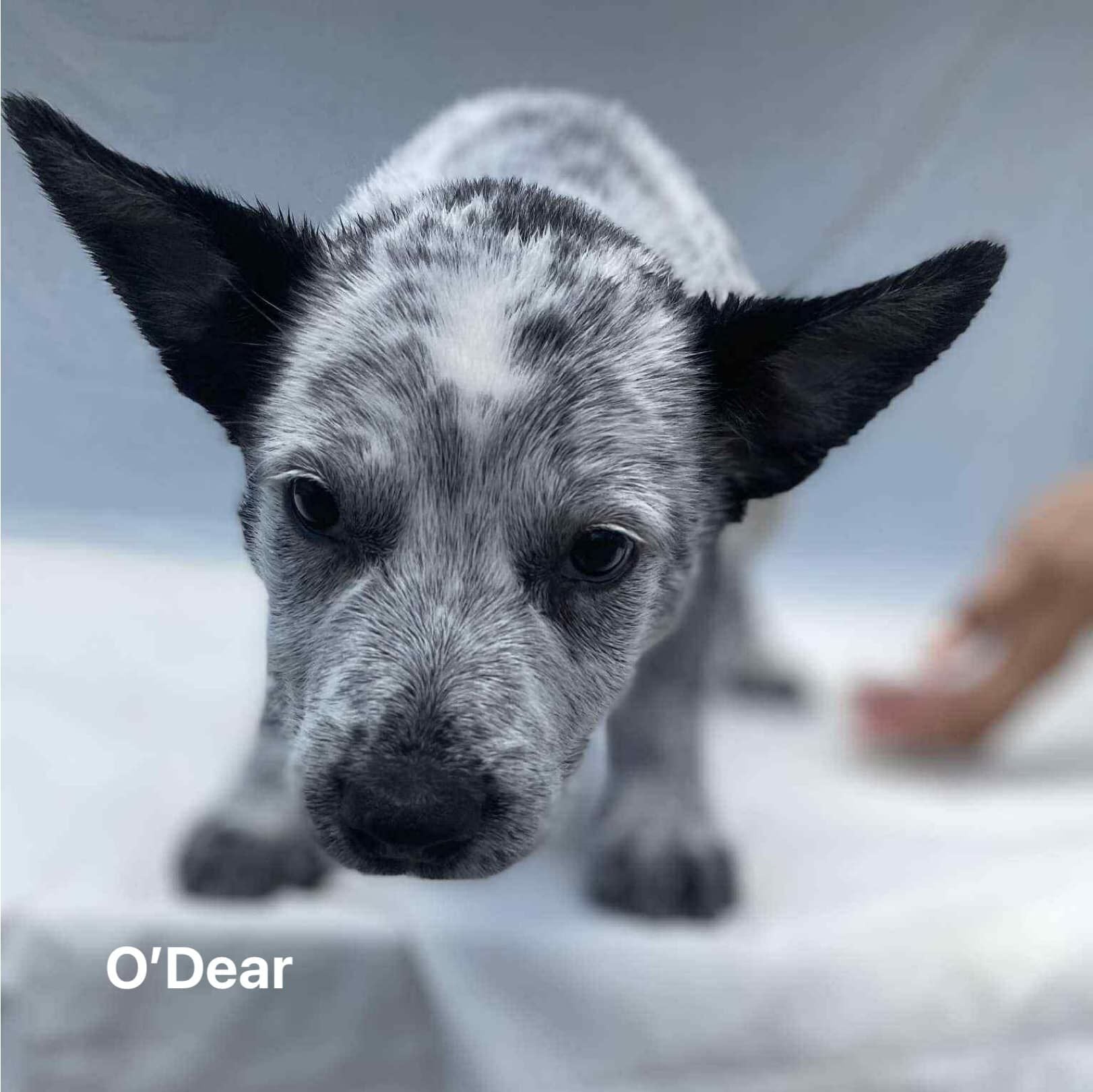 O'Dear O'Dear
